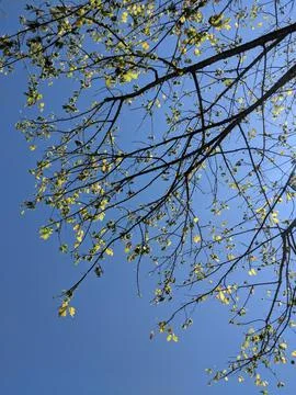 At the Park, Looking Up Foto stock