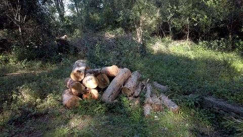 Park Marjan in city Split, Croatia - view of the forest Video stock 103710979