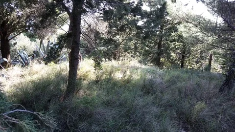 Park Marjan forest Video stock 102620321