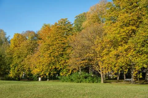 Park meadow in fall Stock Photos