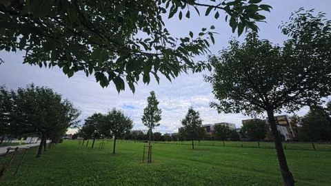 Park meadow framed by leafy tree branches under blue cloudy sky Stock Photos