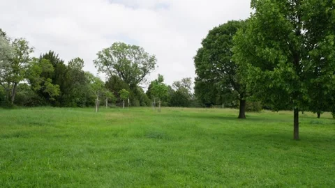 Park meadow pan with oak and maple trees under cloudy sky Video stock 328928268