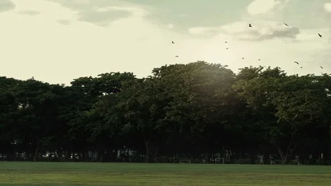 The Park in the morning Stock Footage 95835853