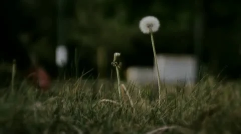 Park motion Stock Footage 12693170