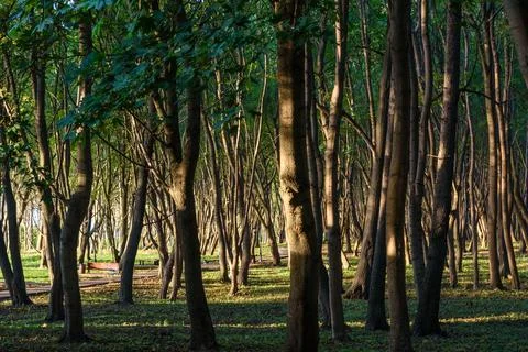 Park named after Moritz Becker in Yantarny. Kaliningrad region. Russia Stock Photos