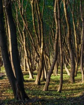 Park named after Moritz Becker in Yantarny. Kaliningrad region. Russia Stock Photos