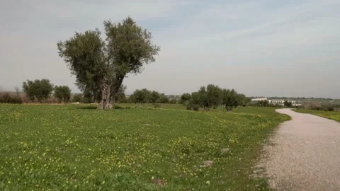 Park with olive trees sunny day Video stock 150308463