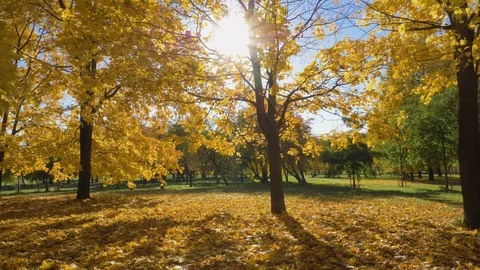 Park or Forest with Yellow Maple Trees at Sunny Autumn Day. Camera is Moving Video stock 96434615
