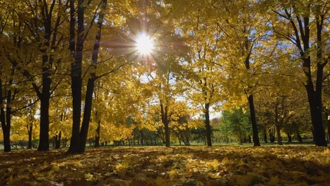 Park or Forest with Yellow Maple Trees at Sunny Autumn Day. Camera is Moving Video stock 96435394