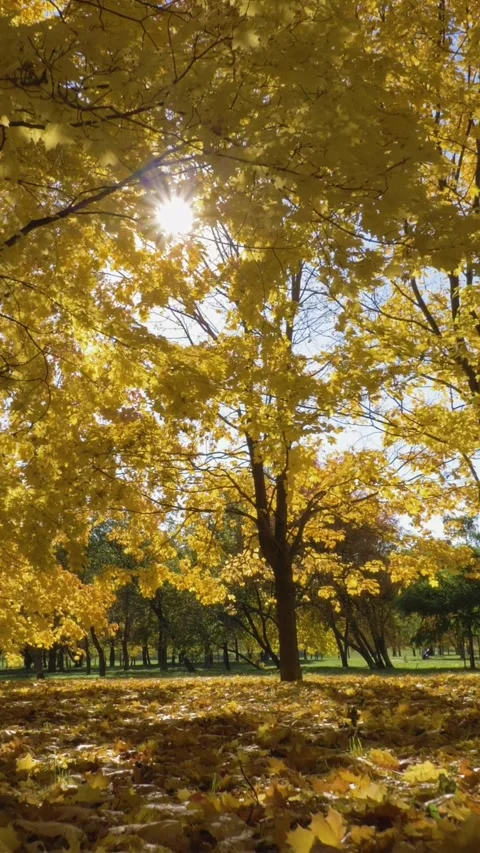 Park or Forest with Yellow Maple Trees at Sunny Autumn Day. Camera is Moving Video stock 259391744