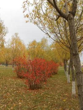 In the park on an overcast day Stock Photos