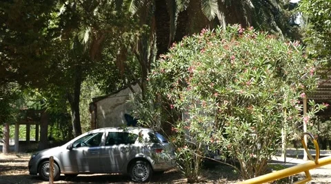 Park With Palm Tree Stock Footage 54905370