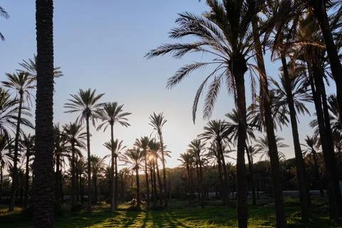 Park with palm trees at sunset. Stock Photos