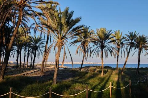 Park with palm trees at sunset. Stock Photos
