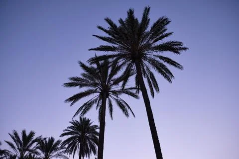 Park with palm trees at sunset. Stock Photos