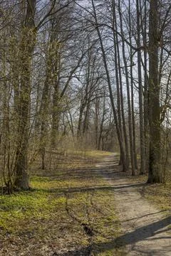 Park path with bare trees and new grass Stock Photos