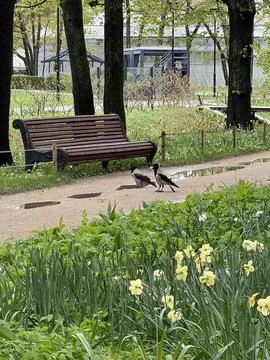 Park path with benches, crows and daffodils in early spring Stock Photos