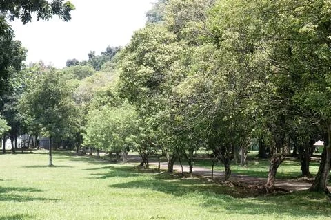 Park Path Beside Tree Line and Open Grass Stock Photos