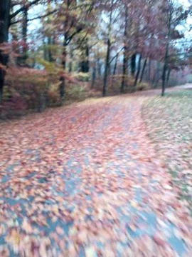 Park Path Covered with Fallen Leaves in Autumn 写真素材