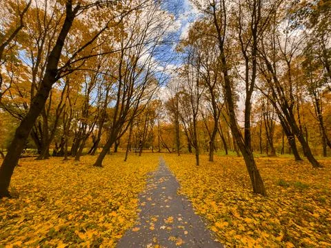 Park with a path covered in leaves Stock Photos