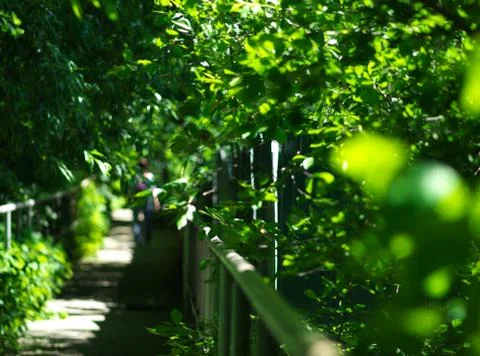 Park path in perspective bokeh background Fotos de archivo