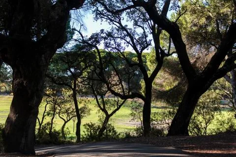 Park path surrounded by trees Stock Photos