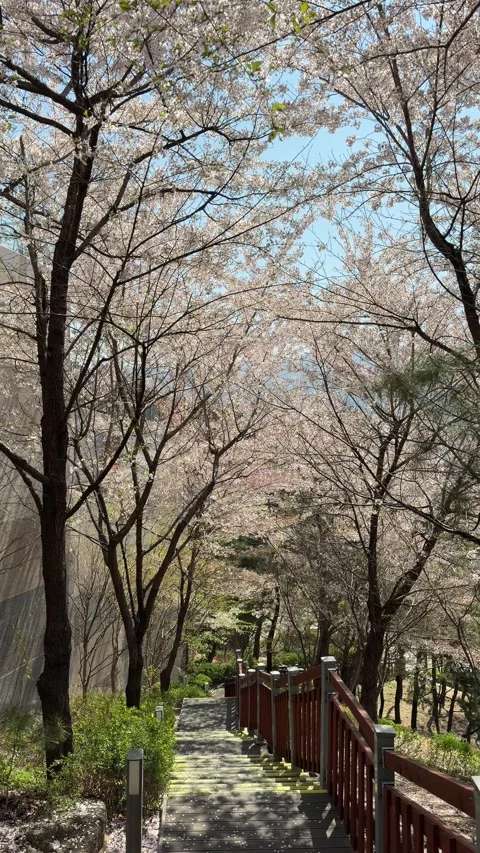 Park Path Under Blooming Cherry Blossom Canopy, Vertical Stock Footage 334231071