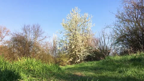 Park path white tree Video stock 172062249