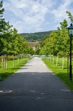 Park path with young trees. Stock Photos