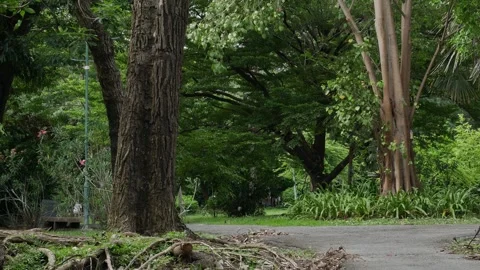 Park Pathway with Fallen Leaves. Stock Footage 314876572