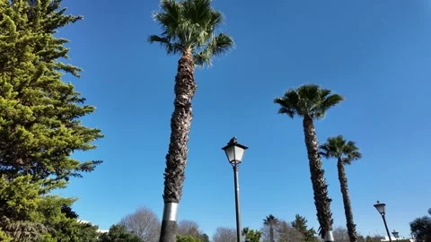Park of the Perdigones in Seville Stock Footage 296651426