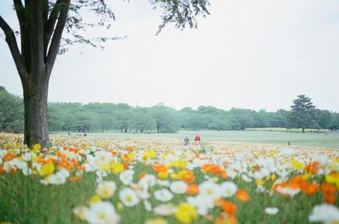 Park Stock Photos