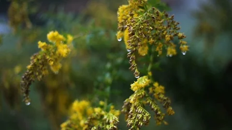 Park Plant Dew 動画素材 111098209