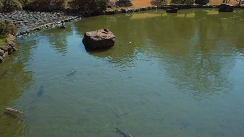 Park pond and carp Stock Footage 166329706