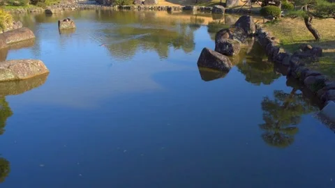 Park pond and carp Stock Footage 166338720