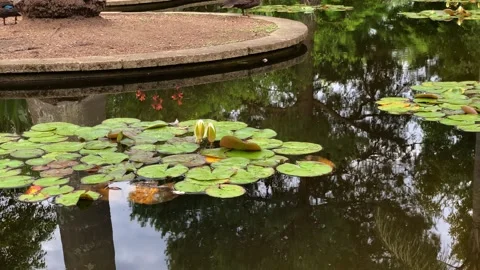 Park pond closeup Video stock 143645163