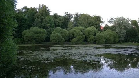 Park Pond With Ducks 4K Stock Footage 91623039