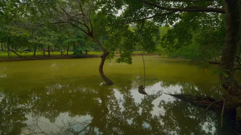 Park pond with leaning tree and rope swing Stock Footage 321008683