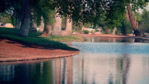Park pond with over hanging tree Stock Footage 94014956