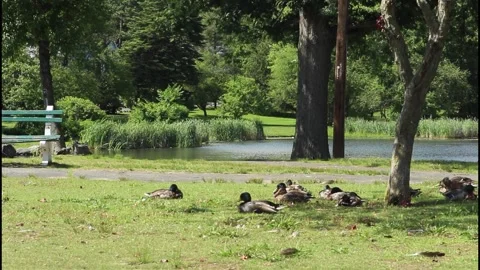 Park pond, park bench, trees, green grass, ducks Stock Footage 304367762