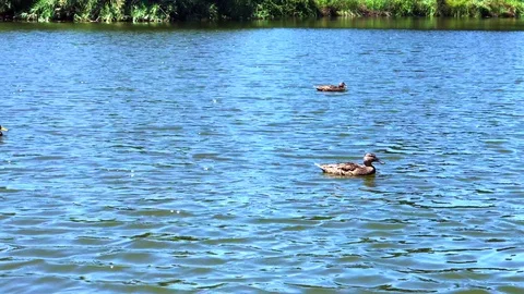 Park pond scene Stock Footage 94585462
