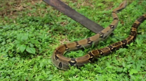 Park ranger catching a snake Stock Footage 48735114