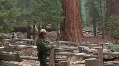 Park Ranger ecology talk Sequoia NP Giant Redwood trees HD 6516 Stock Footage 22841289