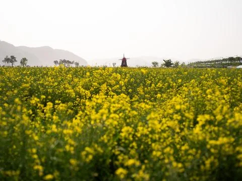 A park with a rape blossom windmill Stock Photos