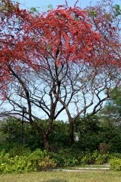 Park with red flower tree Stock Photos