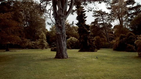 Park Relaxation Stock Footage 111583586