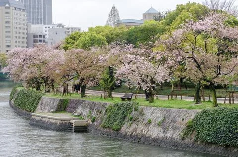 A park with a river running through it and trees with pink blossoms Foto stock