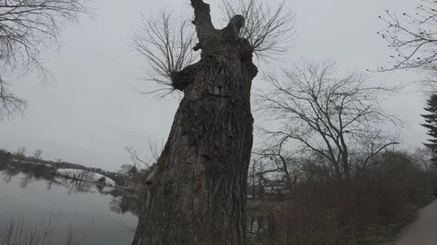 Park River Scene with Focus on Tree in Foreground Stock Footage 337381748