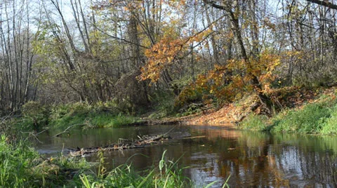 Park river water flow closeup autumn broken tree leaf fall shore Video stock 22565693