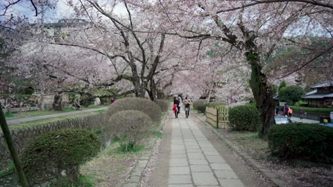 Park road and cherry blossoms Vídeos de archivo 161891291